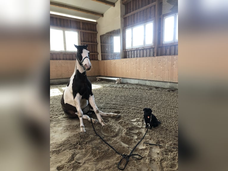 Quarterhäst Blandning Valack 10 år 147 cm Pinto in Spremberg