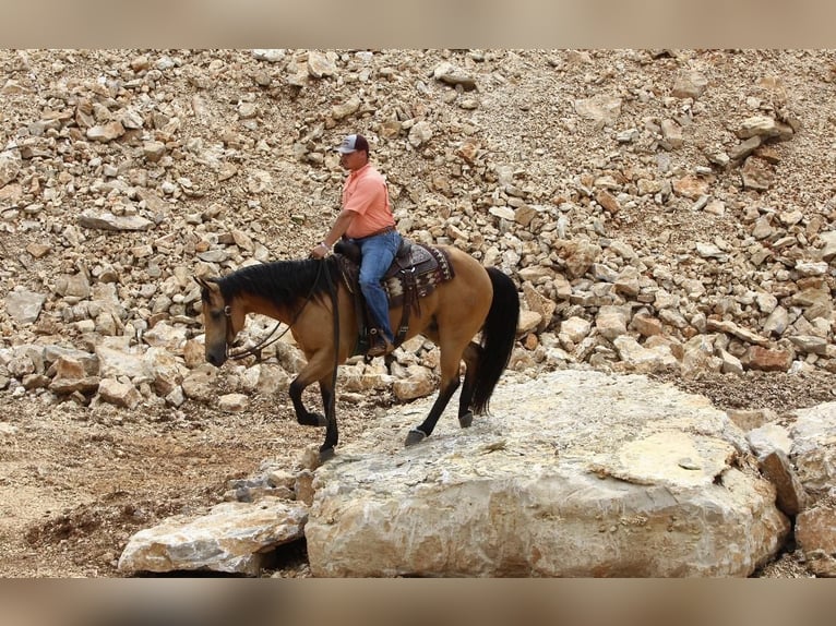 Quarterhäst Valack 10 år 150 cm Gulbrun in Buffalo, MO