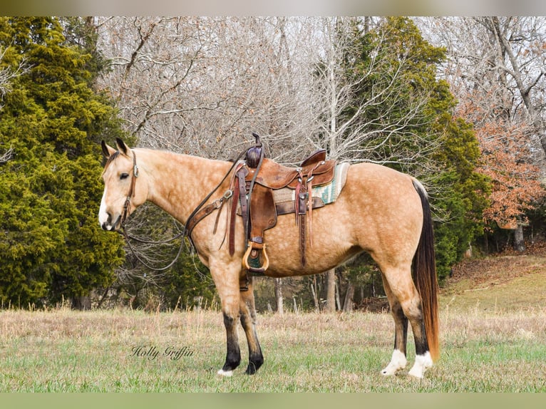 Quarterhäst Valack 10 år 150 cm Gulbrun in Greenville Ky