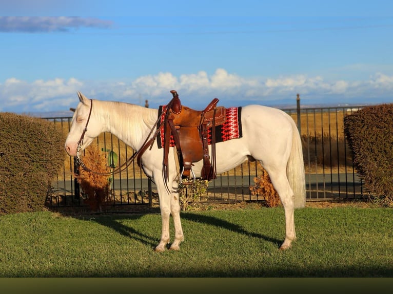 Quarterhäst Valack 10 år 152 cm Cremello in Pleasant Grove CA