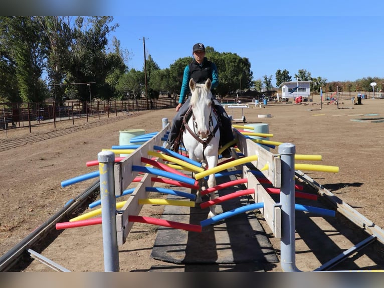 Quarterhäst Valack 10 år 152 cm Cremello in Pleasant Grove CA