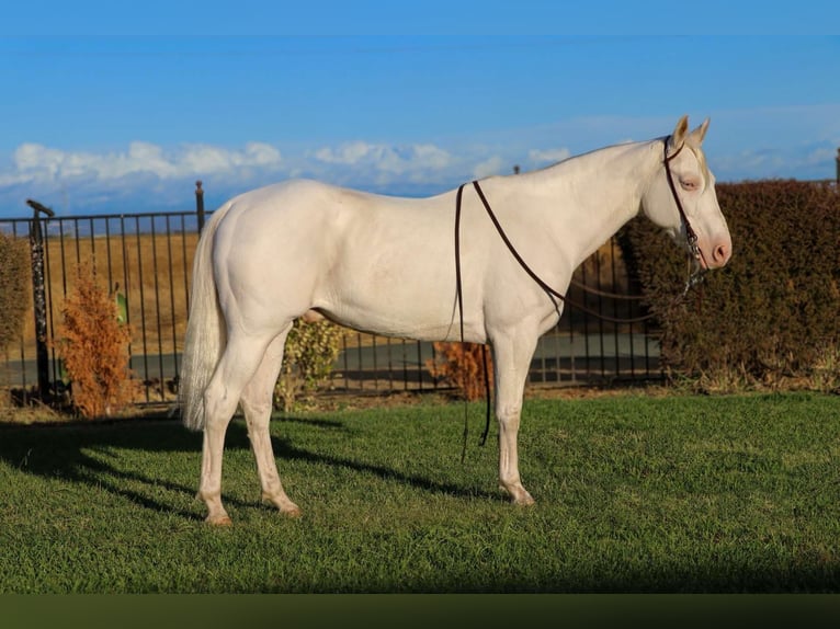 Quarterhäst Valack 10 år 152 cm Cremello in Pleasant Grove CA