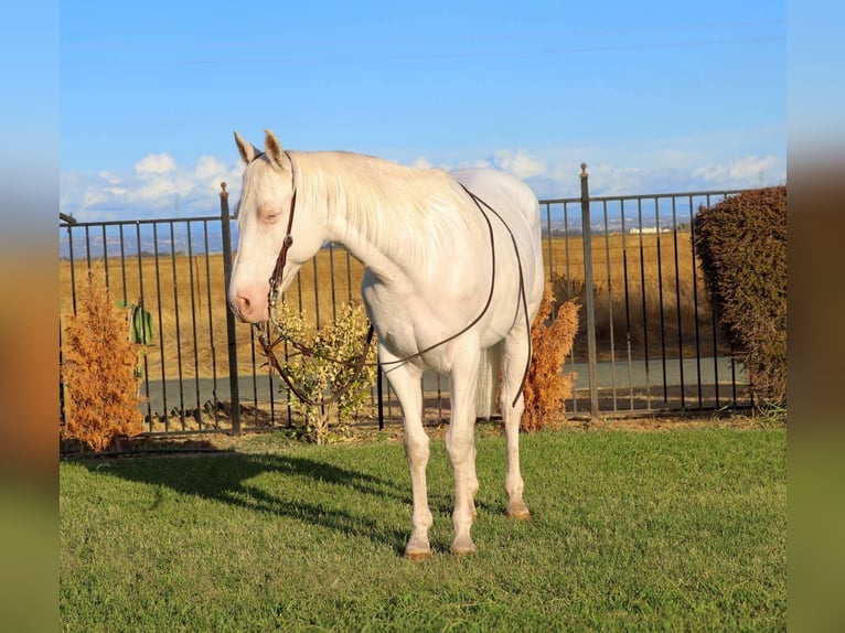 Quarterhäst Valack 10 år 152 cm Cremello in Pleasant Grove CA