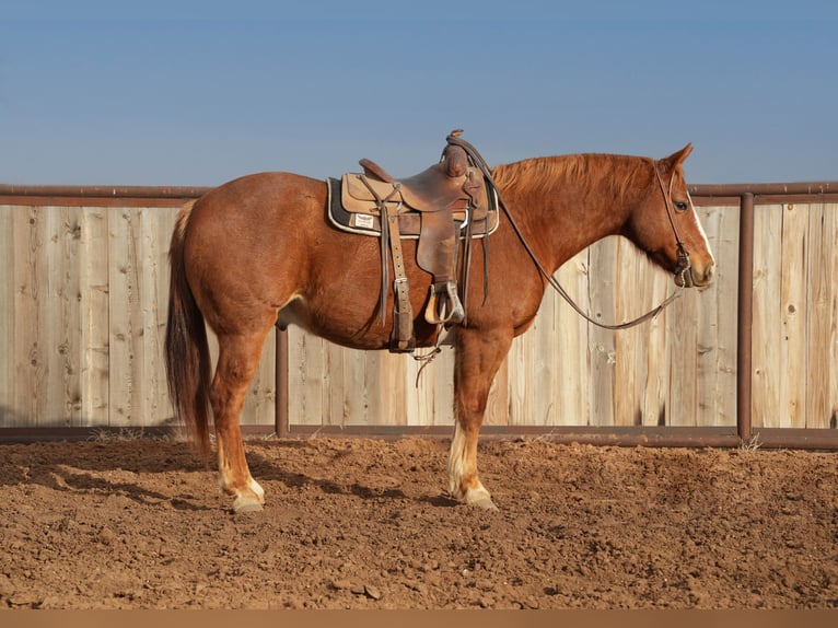 Quarterhäst Valack 10 år 152 cm Fux in Amarillo