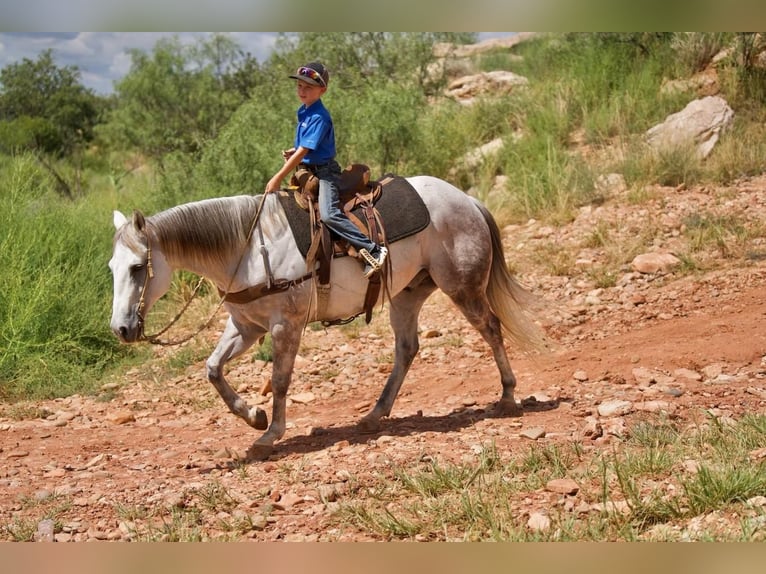 Quarterhäst Valack 10 år 152 cm Grå in Canyon, TX