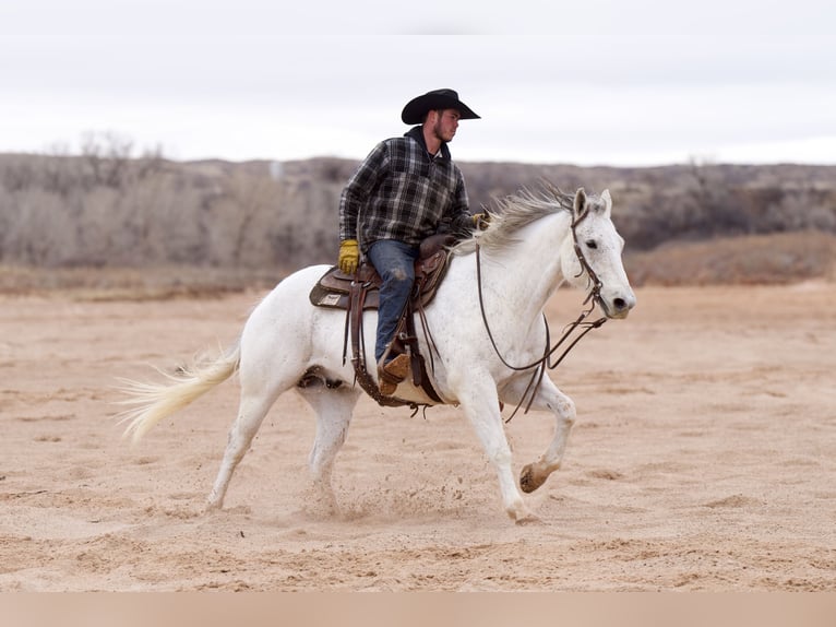 Quarterhäst Valack 10 år 152 cm Grå in Canyon, TX