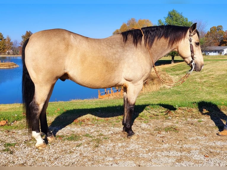Quarterhäst Valack 10 år 152 cm Gulbrun in Robards, KY