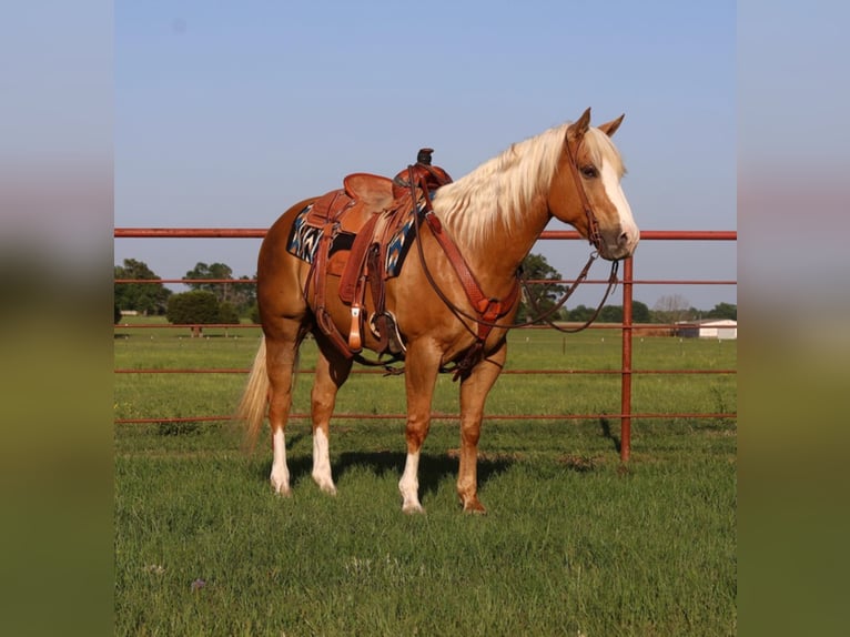 Quarterhäst Valack 10 år 152 cm Palomino in Grand Saline TX