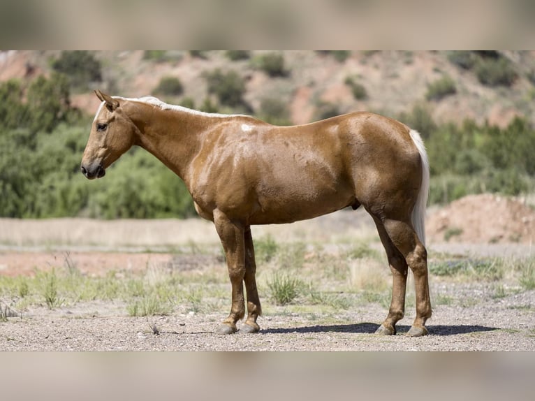 Quarterhäst Valack 10 år 152 cm Palomino in Sweet Springs MO