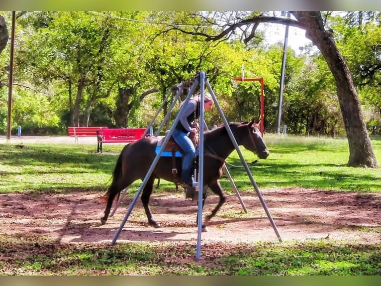 Quarterhäst Valack 10 år 152 cm Svart in Stephenville, TX