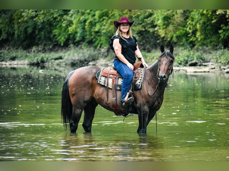 Quarterhäst Valack 10 år 155 cm Brunskimmel in London, KY
