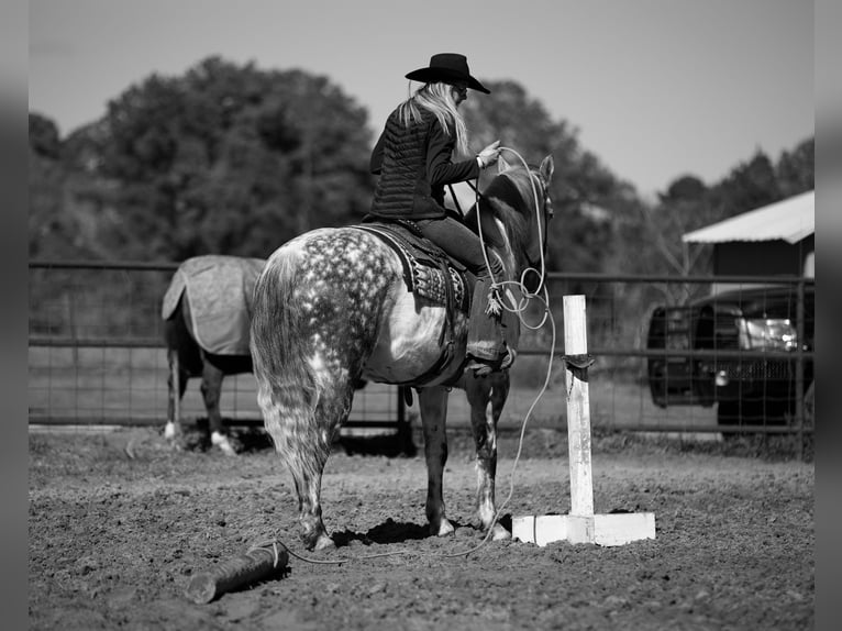 Quarterhäst Valack 10 år 157 cm Grå in Huntsville TX