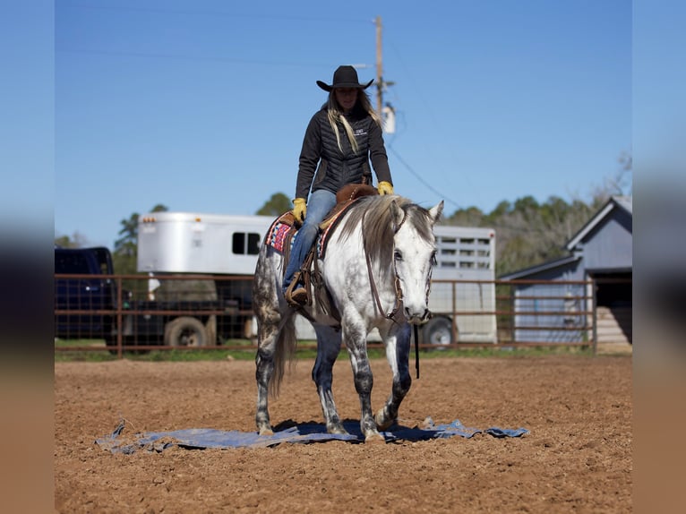 Quarterhäst Valack 10 år 157 cm Grå in Huntsville TX