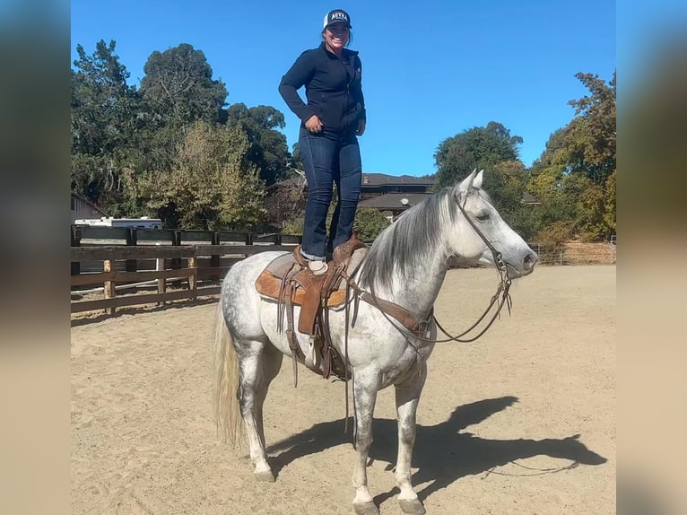 Quarterhäst Valack 10 år 157 cm Grå in Bitterwater CA