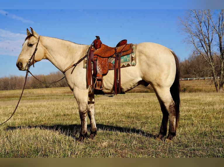 Quarterhäst Valack 10 år 157 cm Gulbrun in Valley Springs, SD