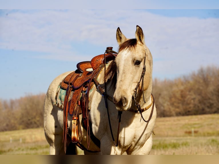 Quarterhäst Valack 10 år 157 cm Gulbrun in Valley Springs, SD