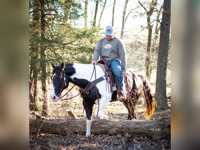 Quarterhäst Valack 10 år 157 cm Tobiano-skäck-alla-färger in Greensburg KY