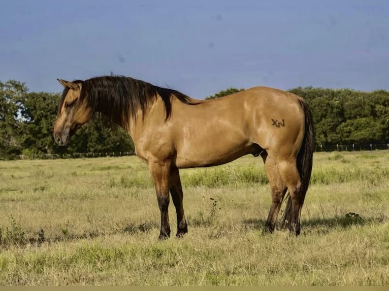 Quarterhäst Blandning Valack 10 år 160 cm Gulbrun in Waterford, CA