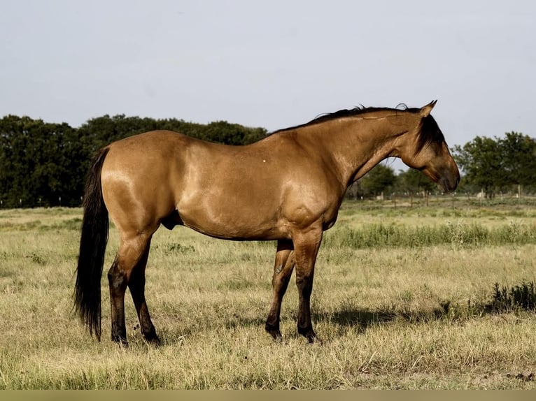 Quarterhäst Blandning Valack 10 år 160 cm Gulbrun in Waterford, CA