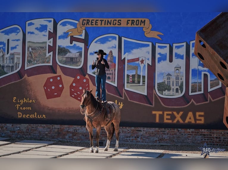 Quarterhäst Valack 10 år 163 cm Brunskimmel in Addison, TX