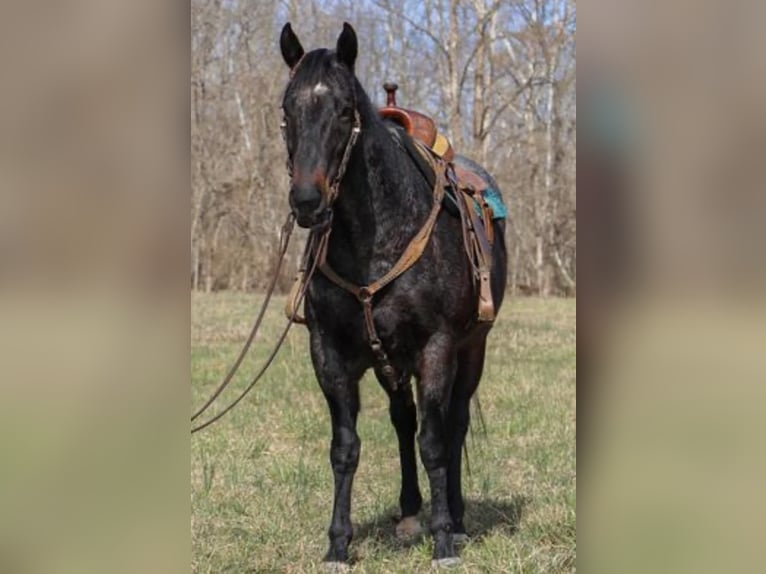 Quarterhäst Valack 10 år 163 cm Brunskimmel in Madisonville, KY