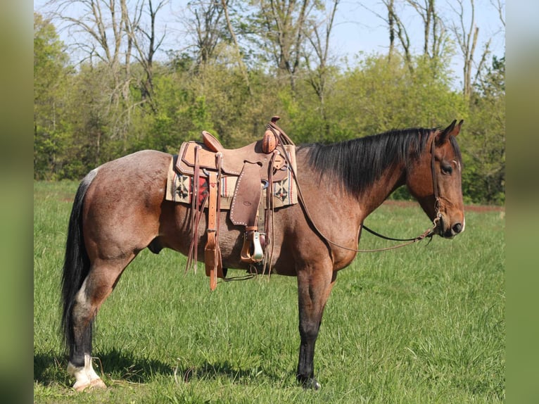 Quarterhäst Valack 10 år 165 cm Brunskimmel in Charleston IL