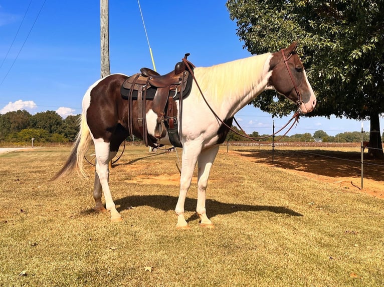 Quarterhäst Valack 10 år 165 cm Tobiano-skäck-alla-färger in MT Hope AL