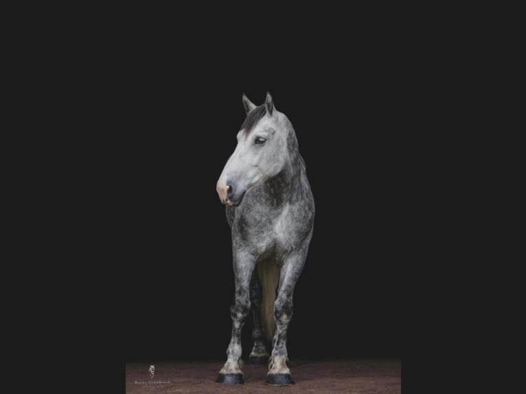 Quarterhäst Valack 10 år 175 cm Gråskimmel in Everett PA