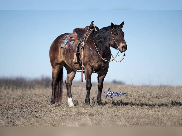 Quarterhäst Valack 10 år Gulbrun in Addison, TX