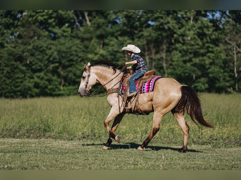 Quarterhäst Valack 10 år Gulbrun in Lyles, TN