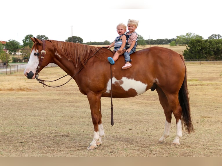 Quarterhäst Valack 10 år Overo-skäck-alla-färger in Cleburne TX
