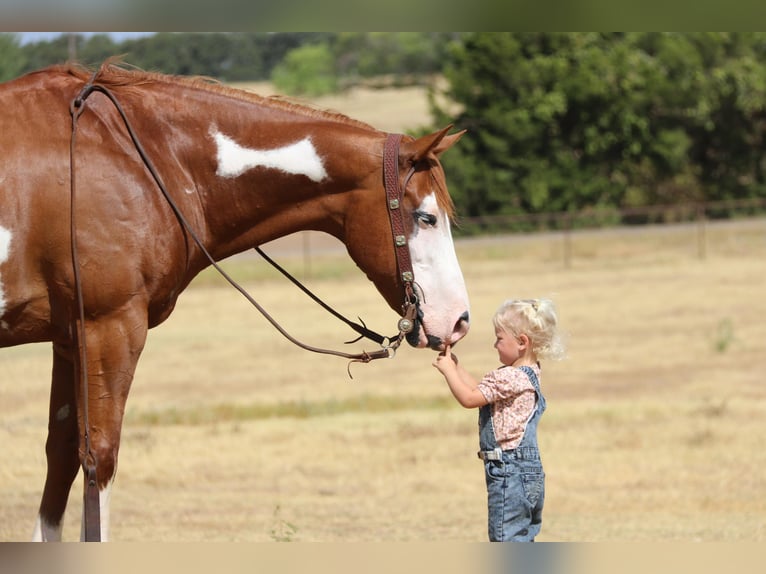 Quarterhäst Valack 10 år Overo-skäck-alla-färger in Cleburne TX