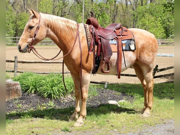 Quarterhäst Valack 10 år Palomino in Allentown, NJ