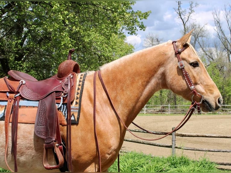 Quarterhäst Valack 10 år Palomino in Allentown, NJ