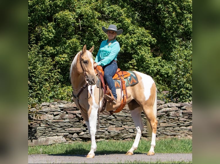 Quarterhäst Valack 10 år Tobiano-skäck-alla-färger in Everett PA