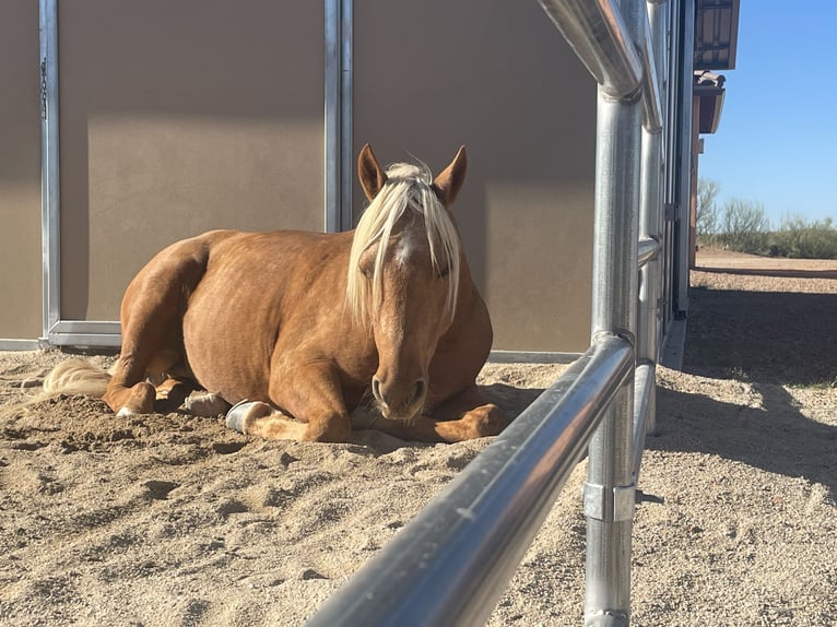 Quarterhäst Valack 11 år 142 cm Palomino in Marana, AZ