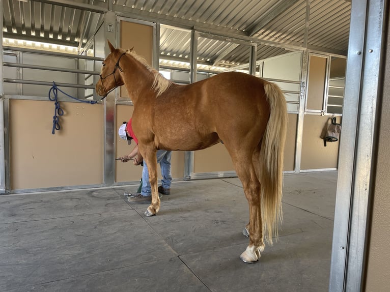 Quarterhäst Valack 11 år 142 cm Palomino in Marana, AZ