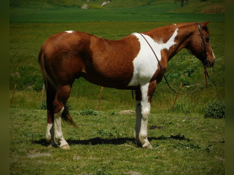 Quarterhäst Valack 11 år 142 cm Tobiano-skäck-alla-färger in Paicines CA
