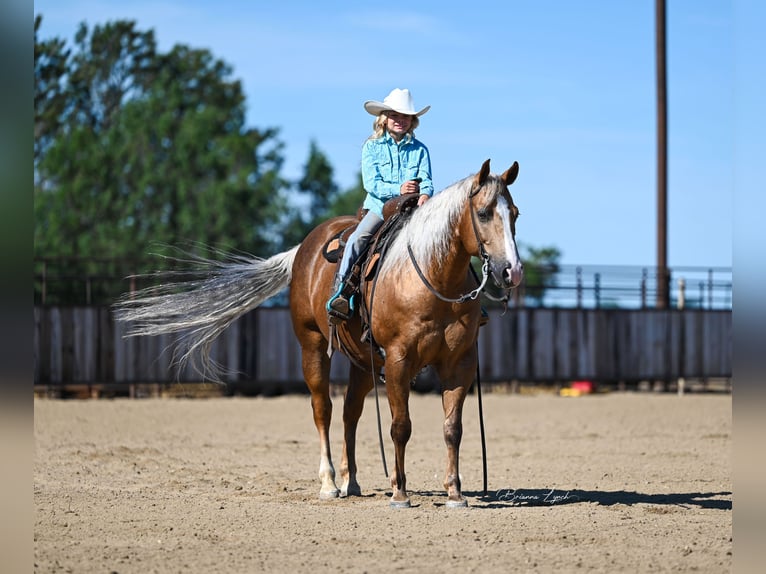 Quarterhäst Valack 11 år 145 cm Palomino in Canistota, SD