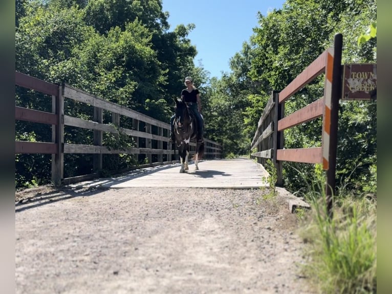 Quarterhäst Valack 11 år 147 cm Tobiano-skäck-alla-färger in Lipan, TX