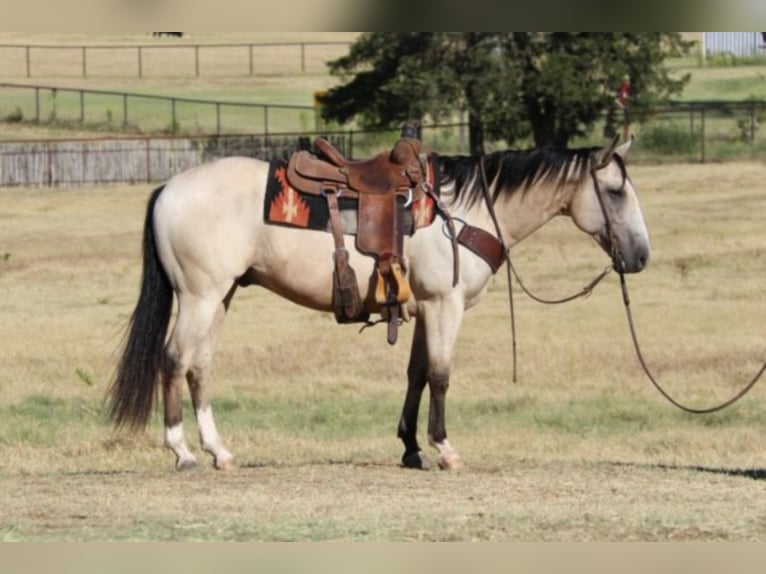 Quarterhäst Valack 11 år 150 cm Gulbrun in Fort Worth TX