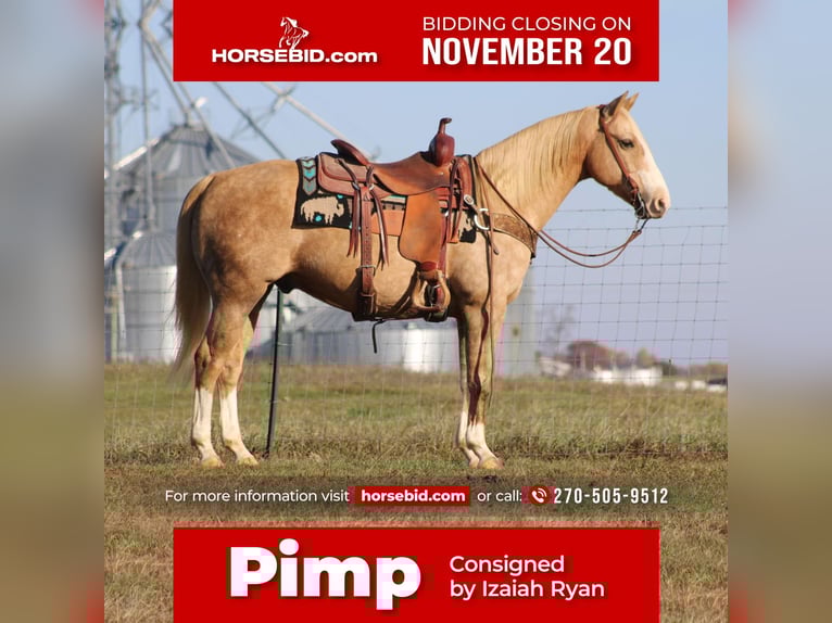 Quarterhäst Valack 11 år 150 cm Palomino in Sonora, KY