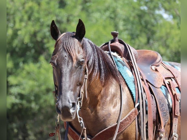 Quarterhäst Valack 11 år 150 cm Svart in Jacksboro, TX