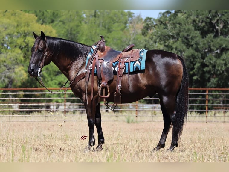 Quarterhäst Valack 11 år 150 cm Svart in Jacksboro, TX