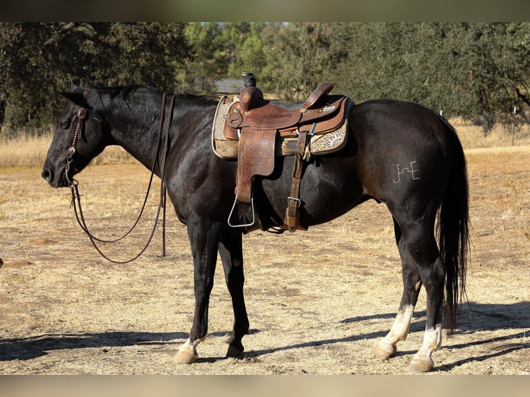 Quarterhäst Valack 11 år 150 cm Svart in Valley Springs  CA