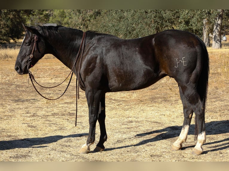 Quarterhäst Valack 11 år 150 cm Svart in Valley Springs  CA