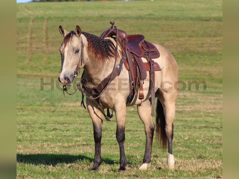 Quarterhäst Valack 11 år 152 cm Gulbrun in Clarion, PA