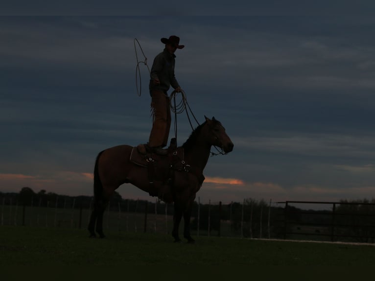 Quarterhäst Valack 11 år 152 cm Gulbrun in Stephenville, TX