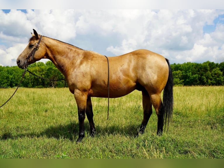 Quarterhäst Blandning Valack 11 år 152 cm Gulbrun in Valley Springs, SD