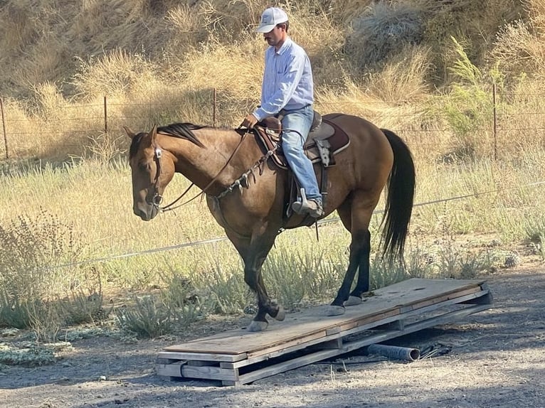 Quarterhäst Valack 11 år 152 cm Gulbrun in Paicines CA